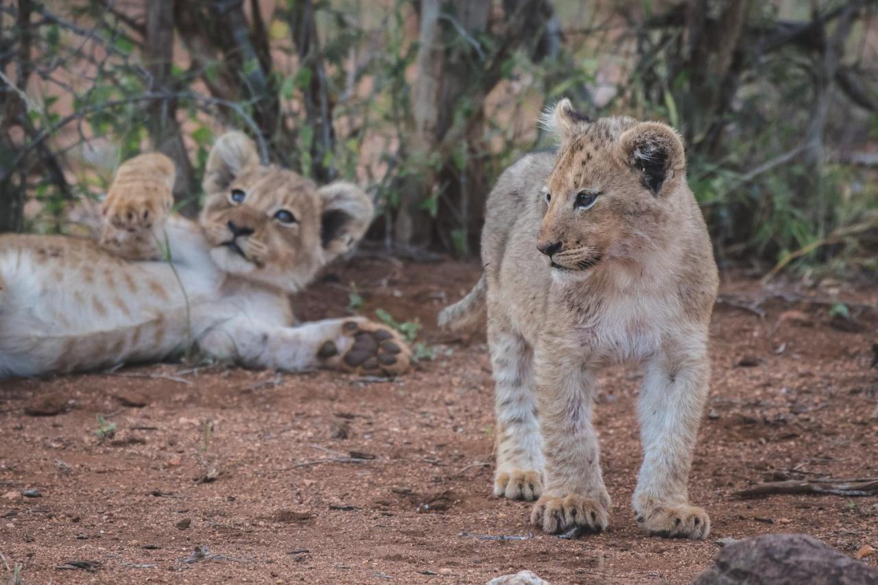 Ku Sungula Safari Lodge Balule Természetvédelmi Rezervátum Kültér fotó