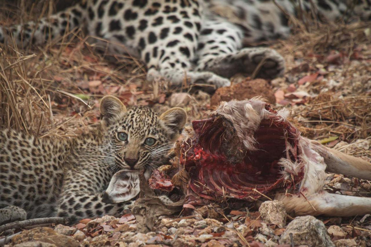 Ku Sungula Safari Lodge Balule Természetvédelmi Rezervátum Kültér fotó