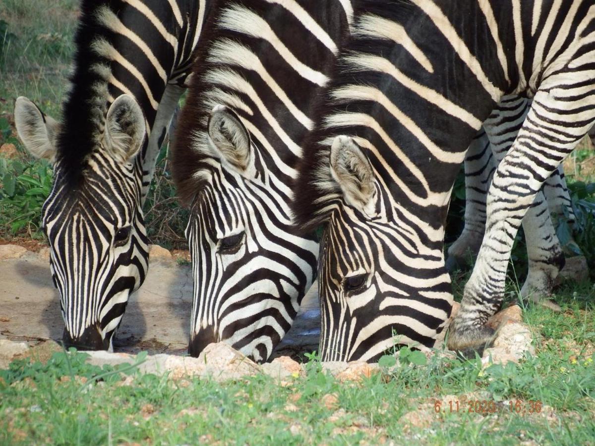 Ku Sungula Safari Lodge Balule Természetvédelmi Rezervátum Kültér fotó