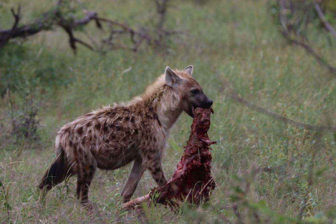 Ku Sungula Safari Lodge Balule Természetvédelmi Rezervátum Kültér fotó