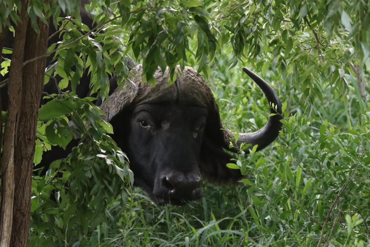 Ku Sungula Safari Lodge Balule Természetvédelmi Rezervátum Kültér fotó