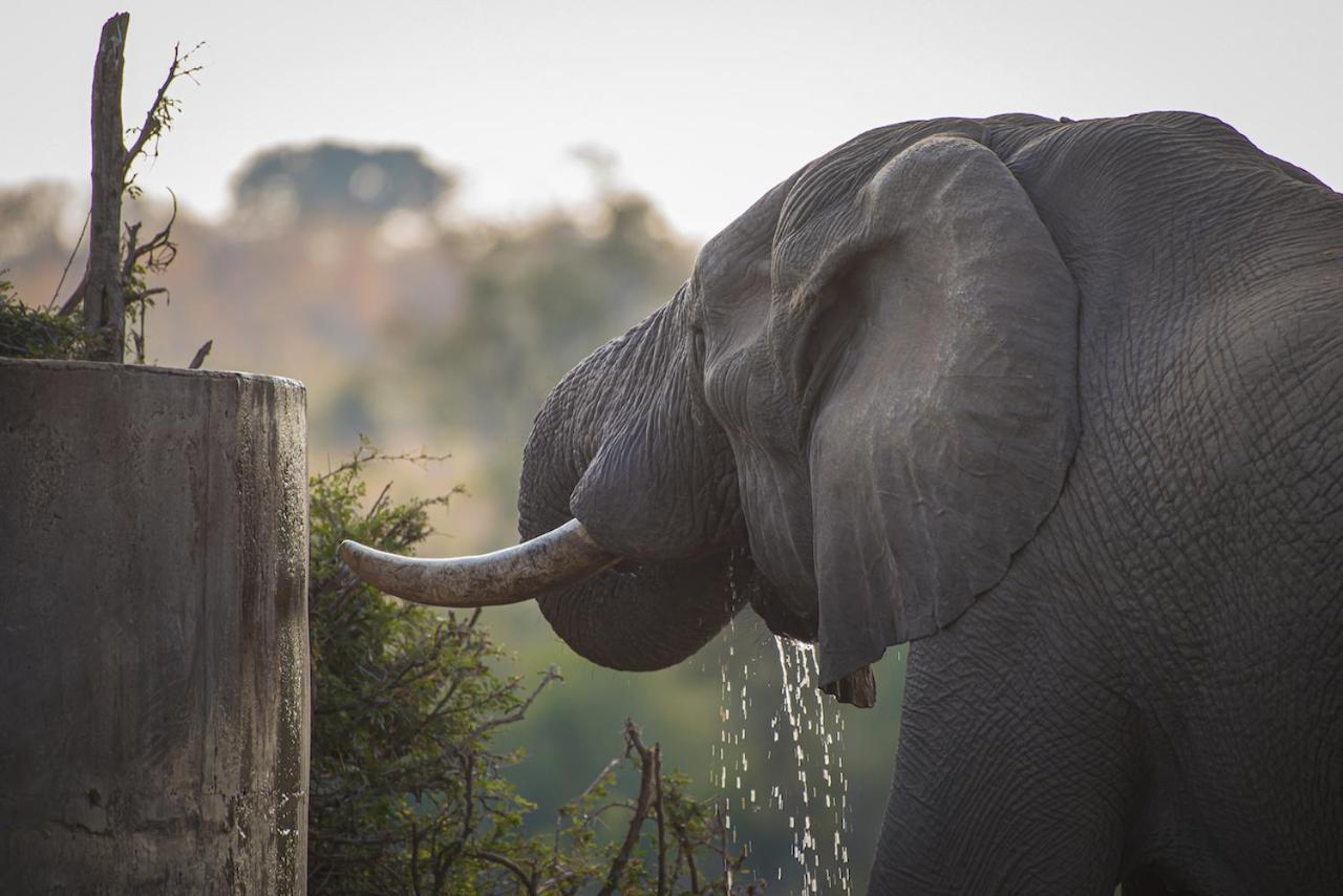 Ku Sungula Safari Lodge Balule Természetvédelmi Rezervátum Kültér fotó