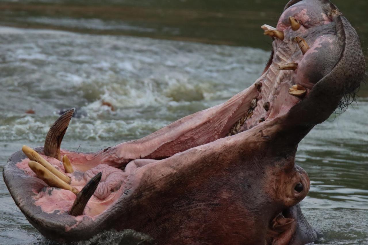 Ku Sungula Safari Lodge Balule Természetvédelmi Rezervátum Kültér fotó