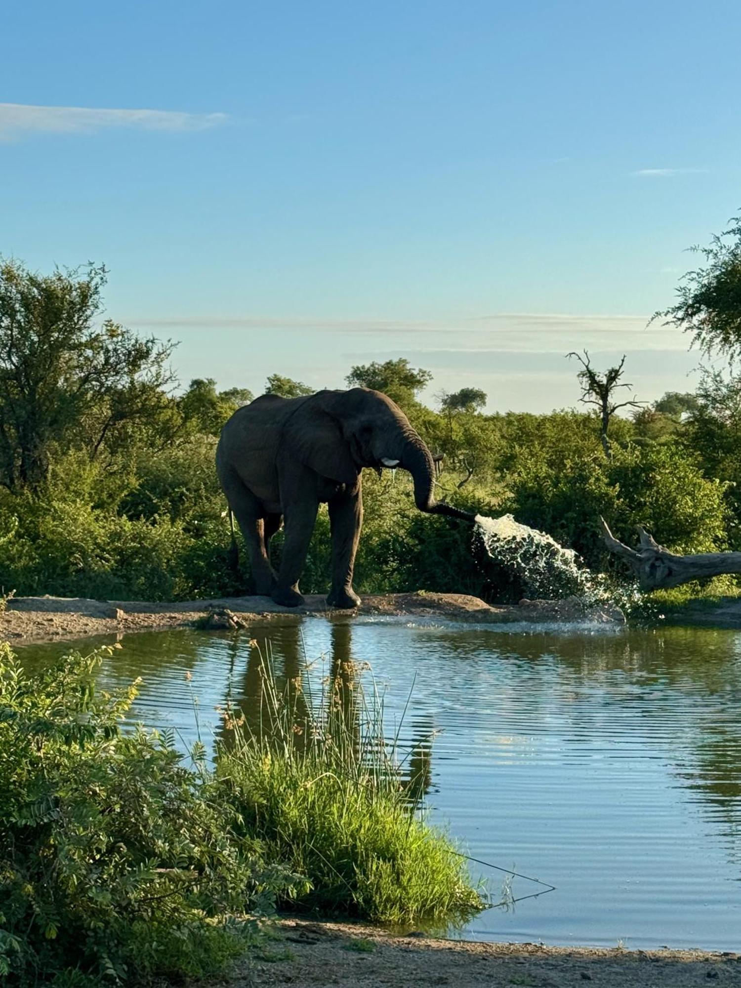 Ku Sungula Safari Lodge Balule Természetvédelmi Rezervátum Kültér fotó