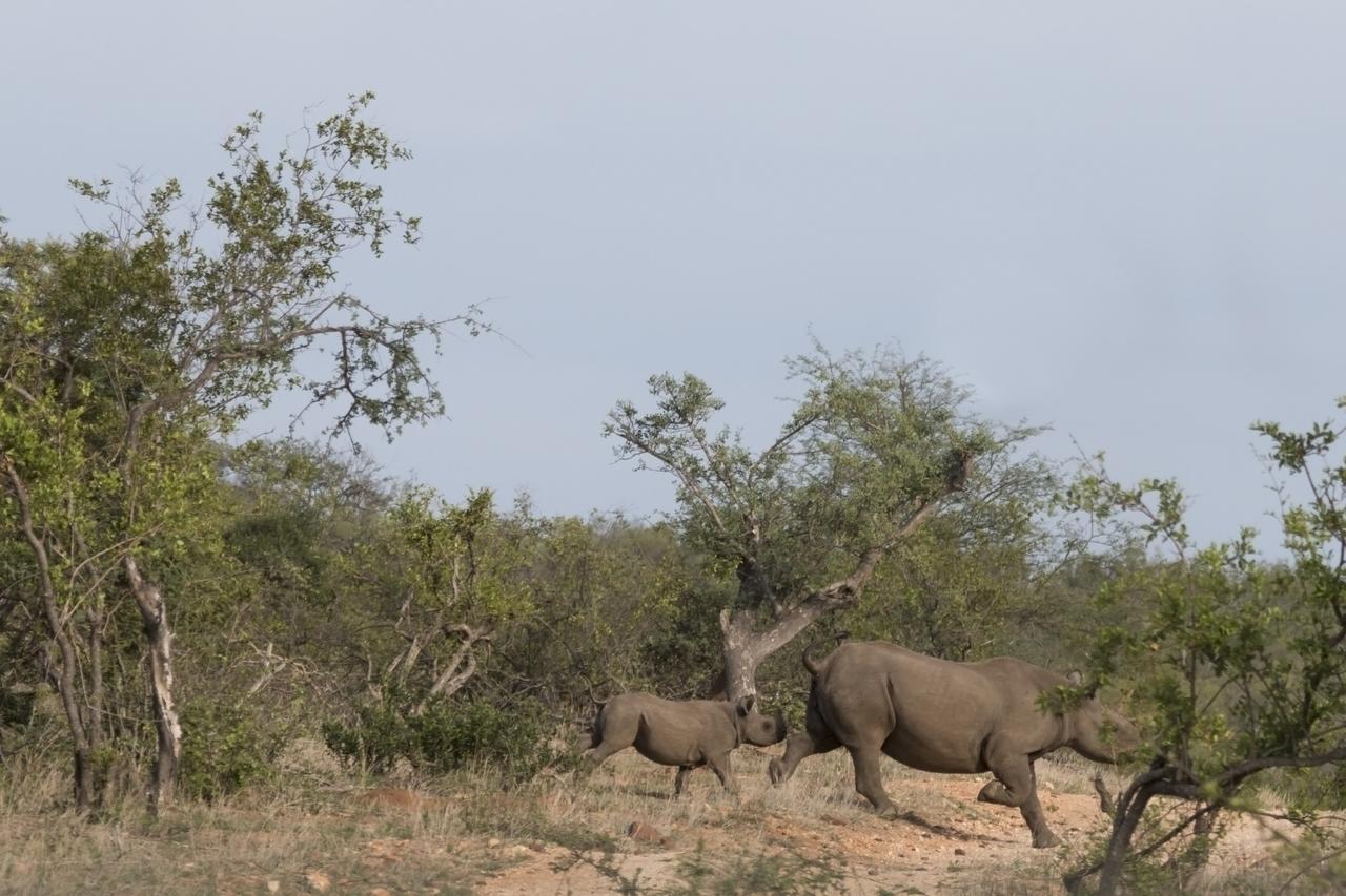 Ku Sungula Safari Lodge Balule Természetvédelmi Rezervátum Kültér fotó