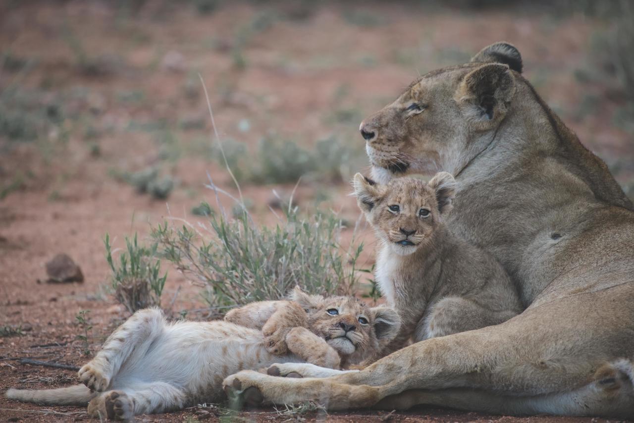 Ku Sungula Safari Lodge Balule Természetvédelmi Rezervátum Kültér fotó