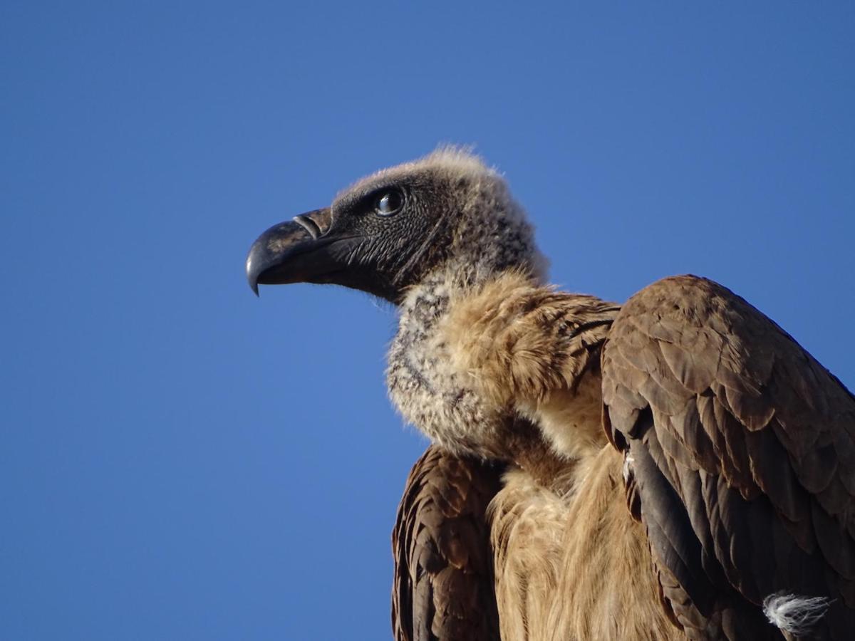 Ku Sungula Safari Lodge Balule Természetvédelmi Rezervátum Kültér fotó