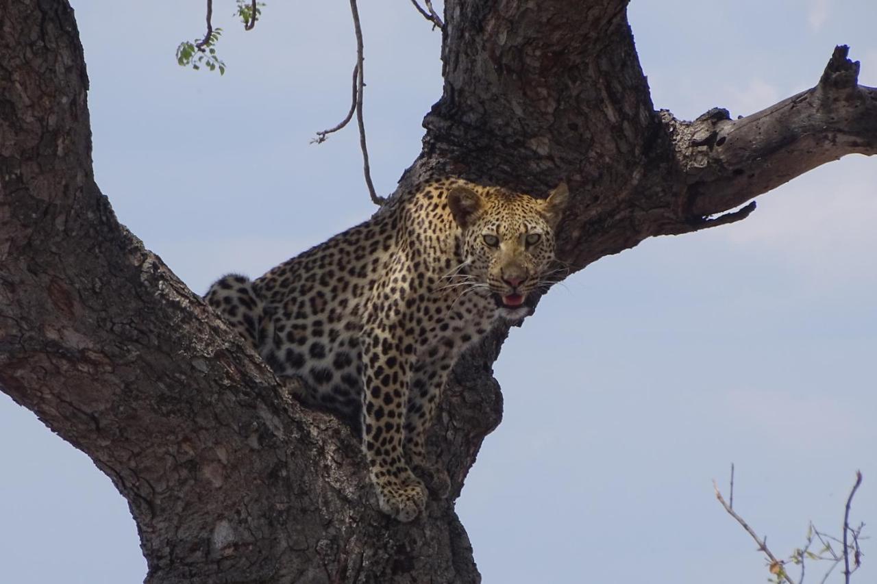 Ku Sungula Safari Lodge Balule Természetvédelmi Rezervátum Kültér fotó