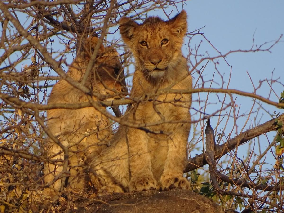 Ku Sungula Safari Lodge Balule Természetvédelmi Rezervátum Kültér fotó