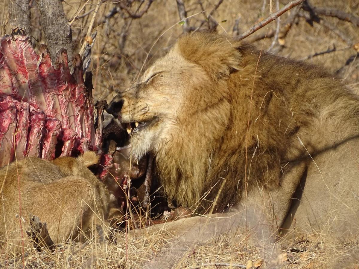 Ku Sungula Safari Lodge Balule Természetvédelmi Rezervátum Kültér fotó